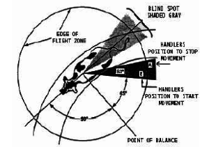 Diagram of the proper location for handlers to stand when working cattle.