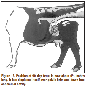 vertical presentation of fetus in cattle